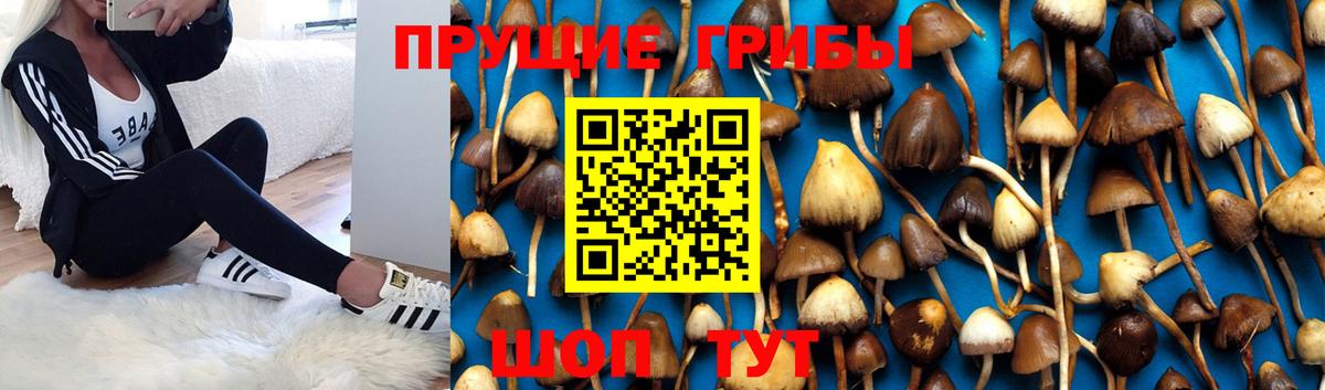 Галлюциногенные грибы Psilocybine cubensis Клин